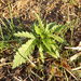 Cannabis ruderalis - Photo (c) Michael Tobler, all rights reserved, uploaded by Michael Tobler