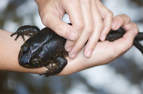 Grandidier's Madagascar Frog