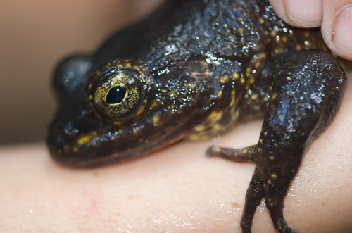 Grandidier's Madagascar Frog