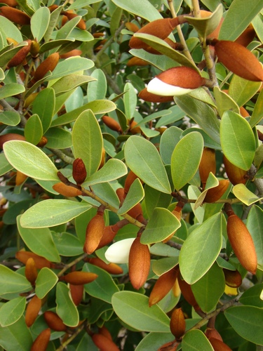 Magnolia nitida (Magnolia nitida)