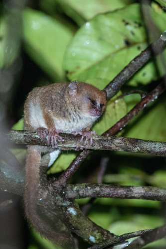 Anosy Mouse Lemur (Microcebus tanosi) · iNaturalist