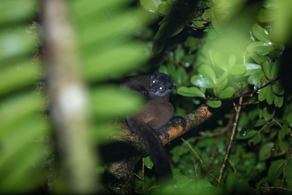 Fleurete's Sportive Lemur