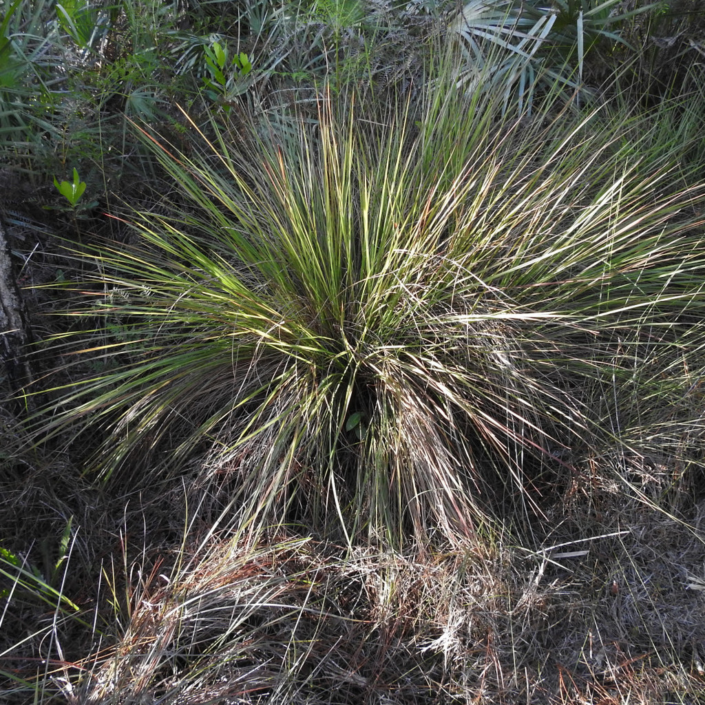 Florida Gamagrass from Everglades National Park, Miami-Dade County, FL ...