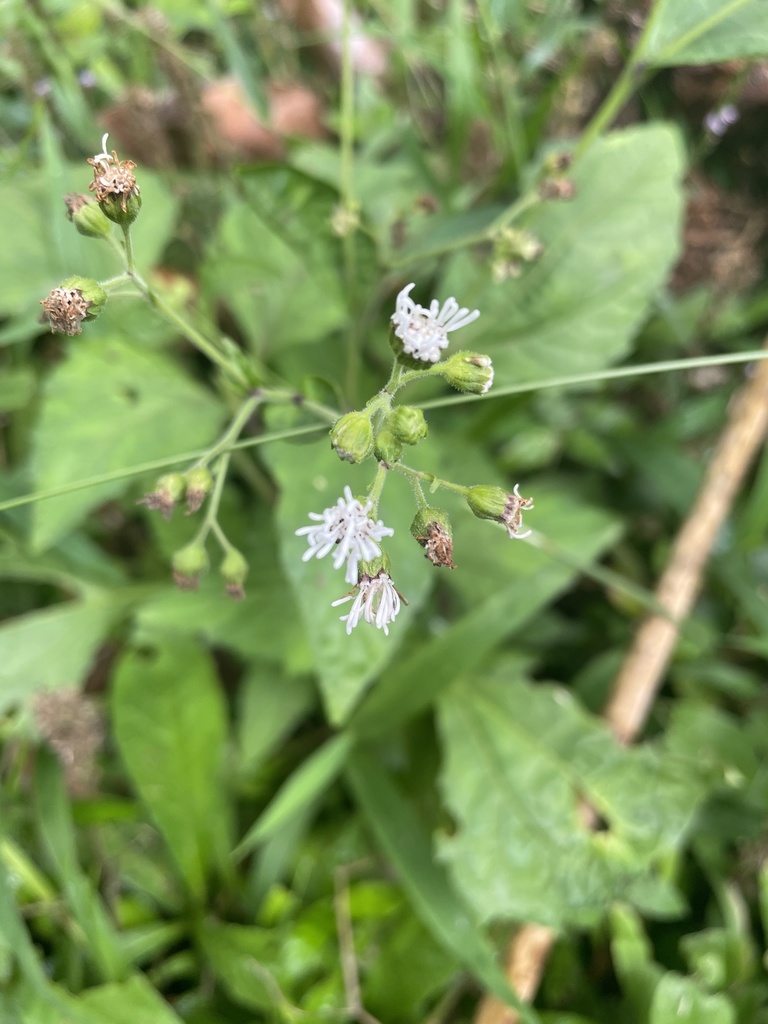 sunflowers, daisies, asters, and allies from San Cristóbal, ECGA, EC