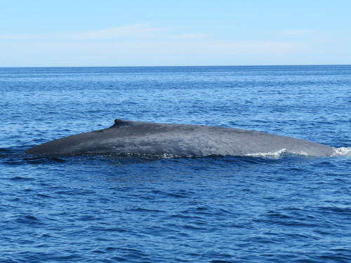 Blue Whale