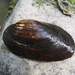 Thick-shelled Mussel - Photo (c) Karol Wałach, all rights reserved, uploaded by Karol Wałach