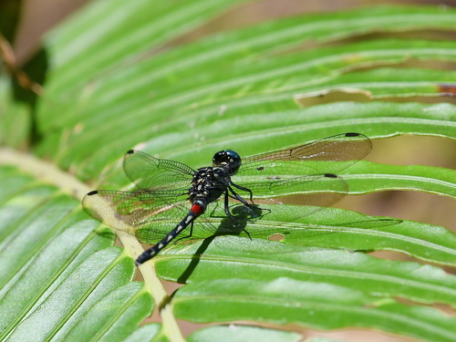 Diplacina bolivari