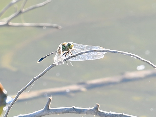 Green Skimmer