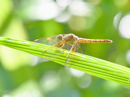 Straight-edge Red Parasol