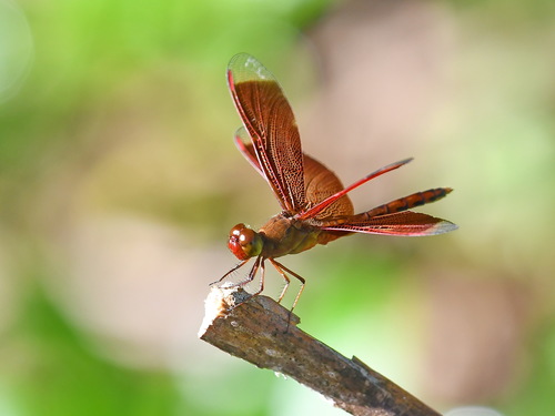 Straight-edge Red Parasol