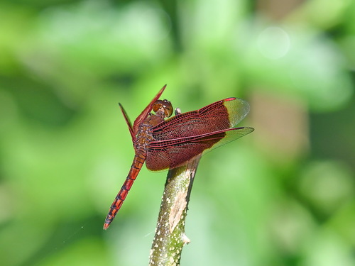 Red Percher