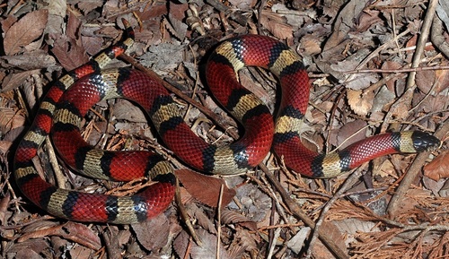 Western Milksnake
