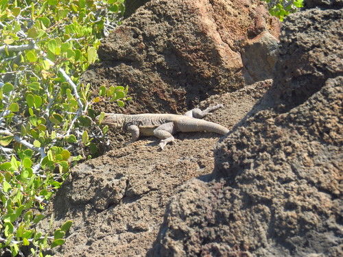 Monserrat Chuckwalla