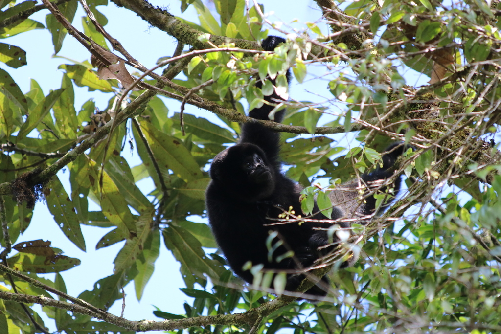 Poeppig's Woolly Monkey (Subspecies Lagothrix lagothricha poeppigii) ·  iNaturalist Guatemala