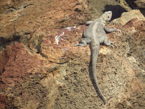 Monserrat Chuckwalla