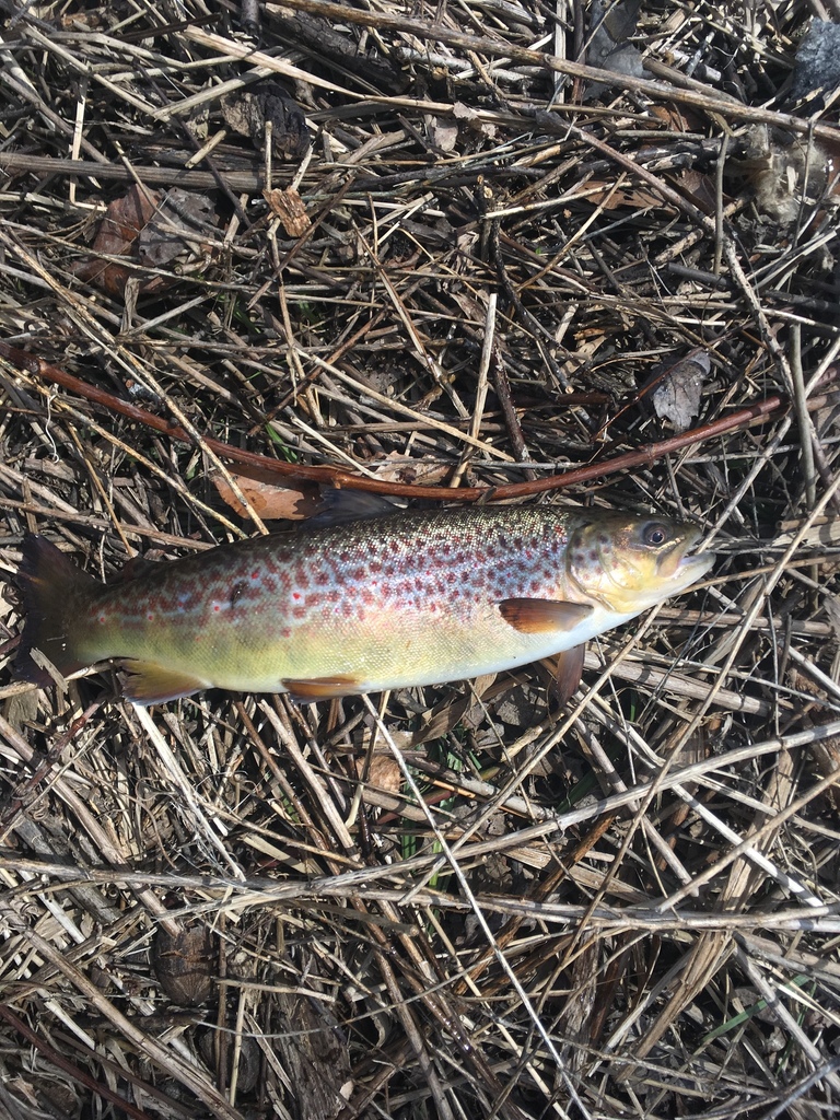 Brown Trout from 516 Belmont St, East Bridgewater, MA, US on April 9
