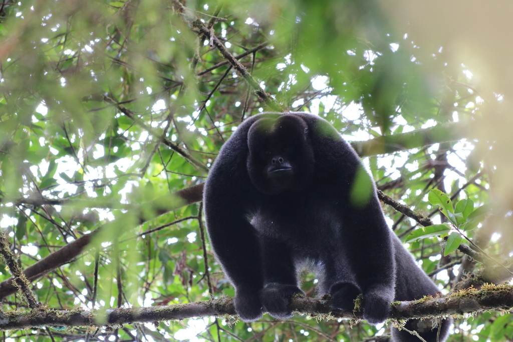 Poeppig's Woolly Monkey (Subspecies Lagothrix lagothricha poeppigii) ·  iNaturalist Guatemala