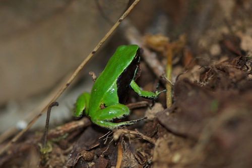 Yellow Mantella
