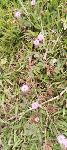 Sensitive Plant
