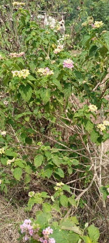common lantana