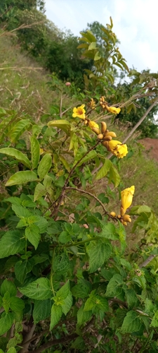 Siala