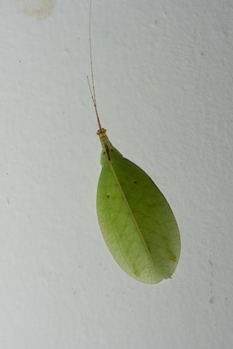 Gonyatopus