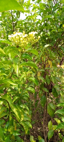 Forest Star