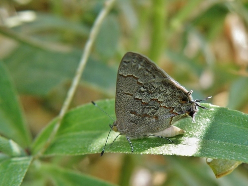Leda Ministreak