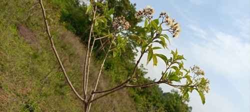 River Bittertea