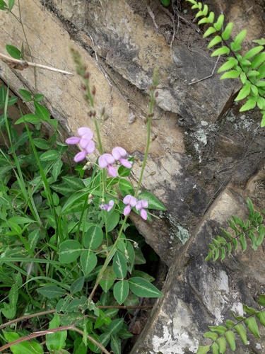Silverleaf Desmodium