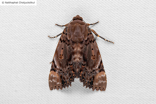 Arcte taprobana