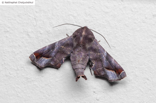 Penicillaria jocosatrix Guenée, 1852