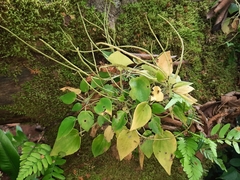 Peperomia tenuifolia image