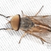 True Horse Flies - Photo (c) Joseph Connors, all rights reserved, uploaded by Joseph Connors