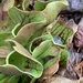 Sarracenia purpurea montana - Photo (c) Maria Dunlavey, todos los derechos reservados, subido por Maria Dunlavey