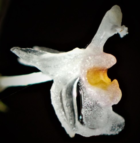 Adamsii Orchid