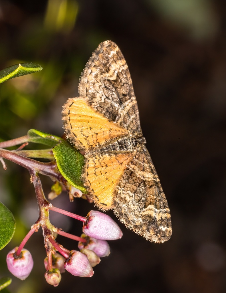Plebecula Moth