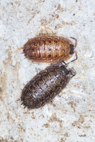 Porcellio montanus Budde-Lund, 1885