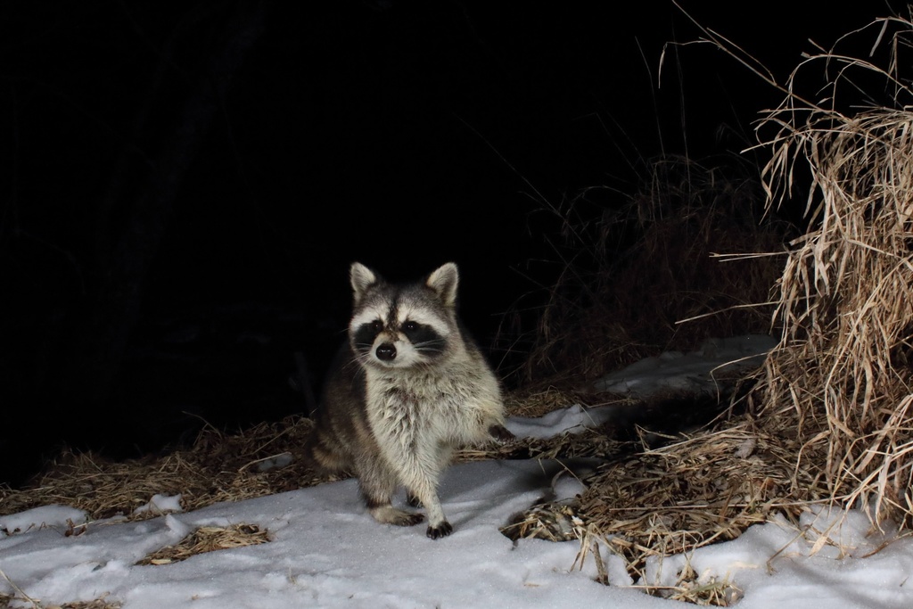 Common Raccoon from Monticello Ln, Blacksburg, VA, US on January 31