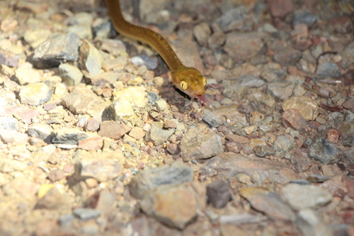 Brown Tree Snake sighting
