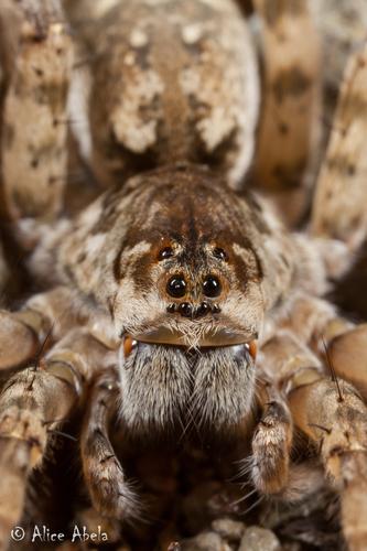 Shoreline Wolf Spider