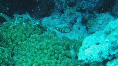 Yellowstripe Goby — seen at this dive site