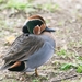 Baikal × Green-winged Teal - Photo (c) Reg Mellis, all rights reserved, uploaded by Reg Mellis
