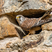 Falco tinnunculus tinnunculus - Photo (c) Oric1, όλα τα δικαιώματα διατηρούνται, uploaded by Oric1