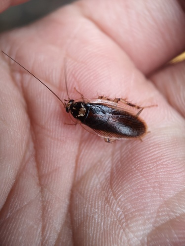 Allacta alba · iNaturalist