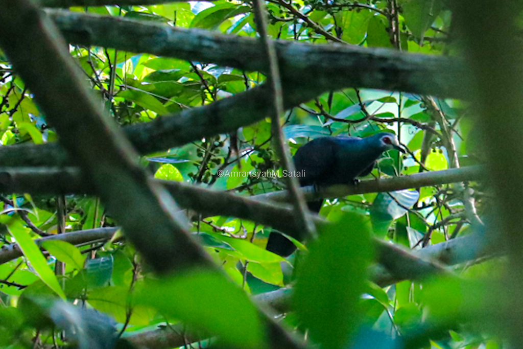 Sula Cuckoo-Dove (Turacoena sulaensis) photo