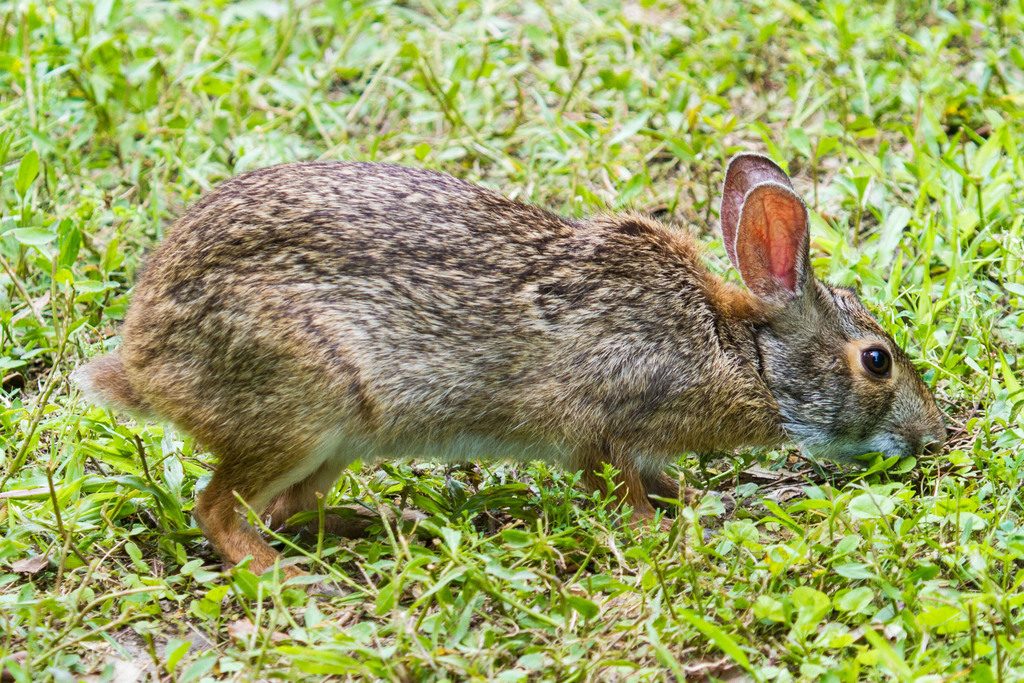 Swamp Rabbit from Sabine NWR--Wetland Walkway on April 23, 2015 at 02: ...