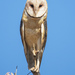 Southern South American Barn Owl - Photo (c) Luiz Fernando Matos, all rights reserved, uploaded by Luiz Fernando Matos