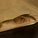 Procambarus pygmaeus - Photo (c) Juno Jang, todos los derechos reservados, subido por Juno Jang