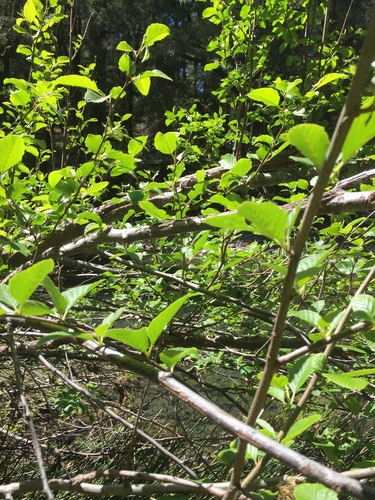 iNaturalist observation photo of alders